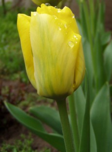 Tulipn